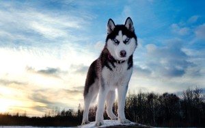 Siberian Husky 01 HD Wallpaper