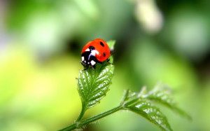 Beautiful Ladybugs Macro Photography Wallpaper HD