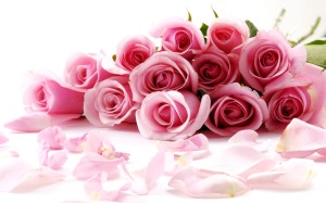 Beautiful Pink Rose Wallpaper HD