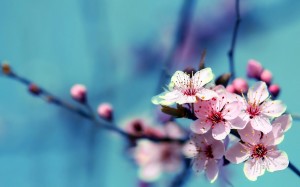 Cherry Blossom Flower Wallpaper