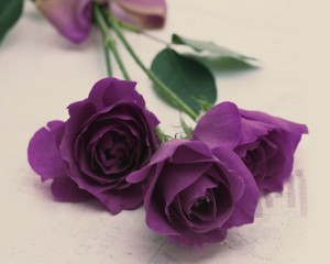 Purple Rose Natue Rose Wallpaper HD