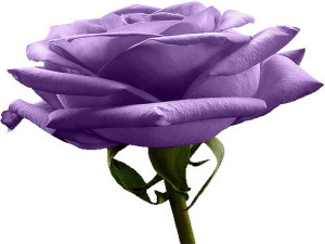 Purple Rose Natue Wallpaper