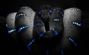 Snake Black Wallpaper HD