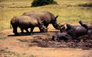 African rhinoceros HD Wallpaper