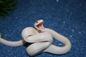 Albino Texas Rat Snake