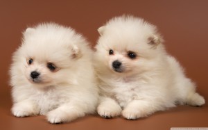 Cute White Pomsky Puppy Wallpaper