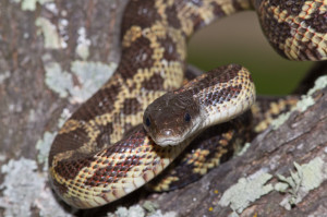 Texas Rat Snake Wallpaper