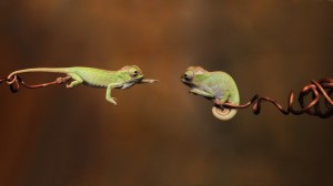 Funny baby Chameleons Wallpaper HD