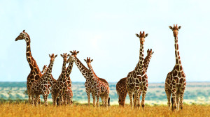 Images Giraffes Wildlife Wallpaper HD