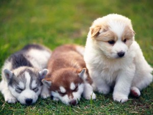 Dog Pomsky Puppies Wallpapers
