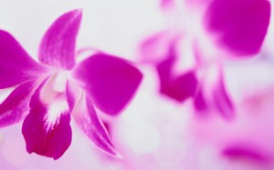 Purple Orchid Flower Wallpaper