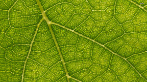 Nature Leaf HD Wallpaper 1080p