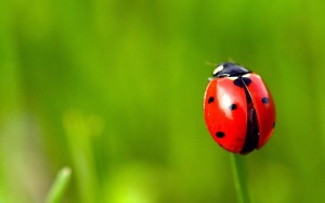 Wallpaper Ladybug Pictures HD