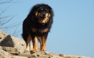 Big Dogs Tibetan Mastiff Photo