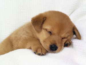Cute Baby Dog Wallpaper