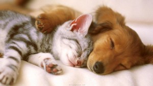 Cute Kitten and Puppy Wallpaper