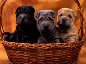 Cute Puppies Dog Wallpaper 03