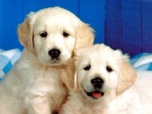 Cute Puppies Dog Wallpaper 05