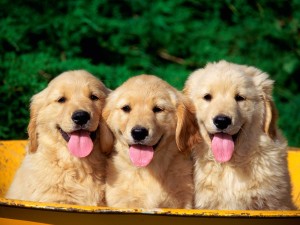 Cute Puppies Dog Wallpaper 06