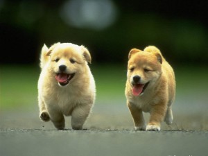 Cute Puppies Dog Wallpaper
