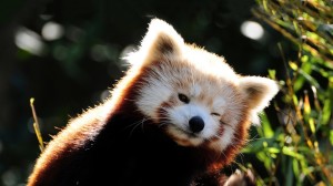Cute Red Panda HD Wallpaper