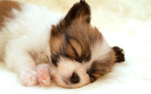 Cute Sleeping Puppies Wallpaper Widescreen
