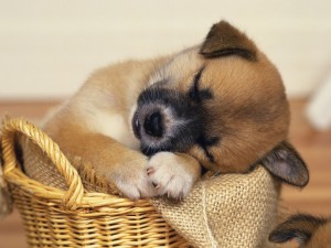 Cute Sleeping Puppy Wallpaper
