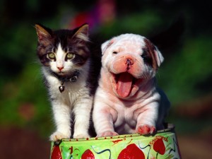 Funny Cat and Dog Wallpaper 01