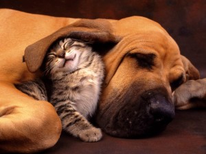 Funny Cat and Dog Wallpaper
