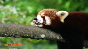 Funny Red Panda HD Wallpaper