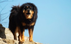 Most Expensive Dogs TIbetan Mastiff