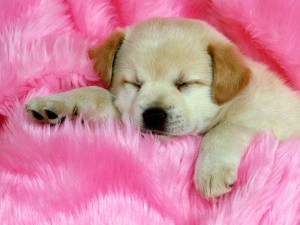 Puppies Sleeping Wallpaper.