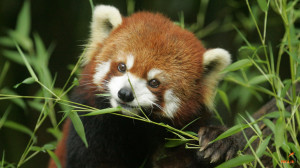 Red Panda Eating Bamboo Wallpaper