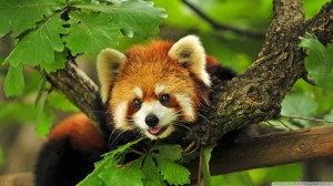 Red Panda On Tree Wallpaper 1080p