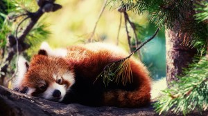Sleeping Red Panda HD Wallpaper