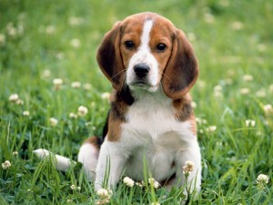 Beagle Puppies Desktop Wallpaper