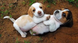 Beagle Puppies Playing Wallpaper
