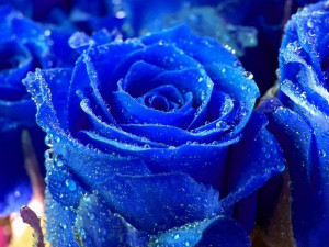 Beautiful Blue Rose Wallpaper HD Desktop