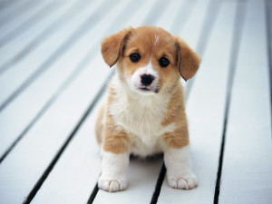 Cute Beagle Puppies Picture