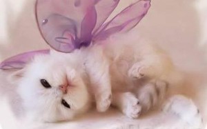Cute Fairy Kitten Wallpaper HD