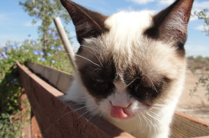 Cute Grumpy Cat HD Wallpaper