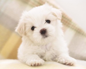 Cute Puppy Dog Wallpaper HD