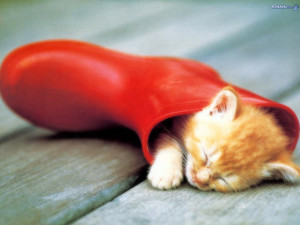 Cute Slepping Kitten Wallpaper HD