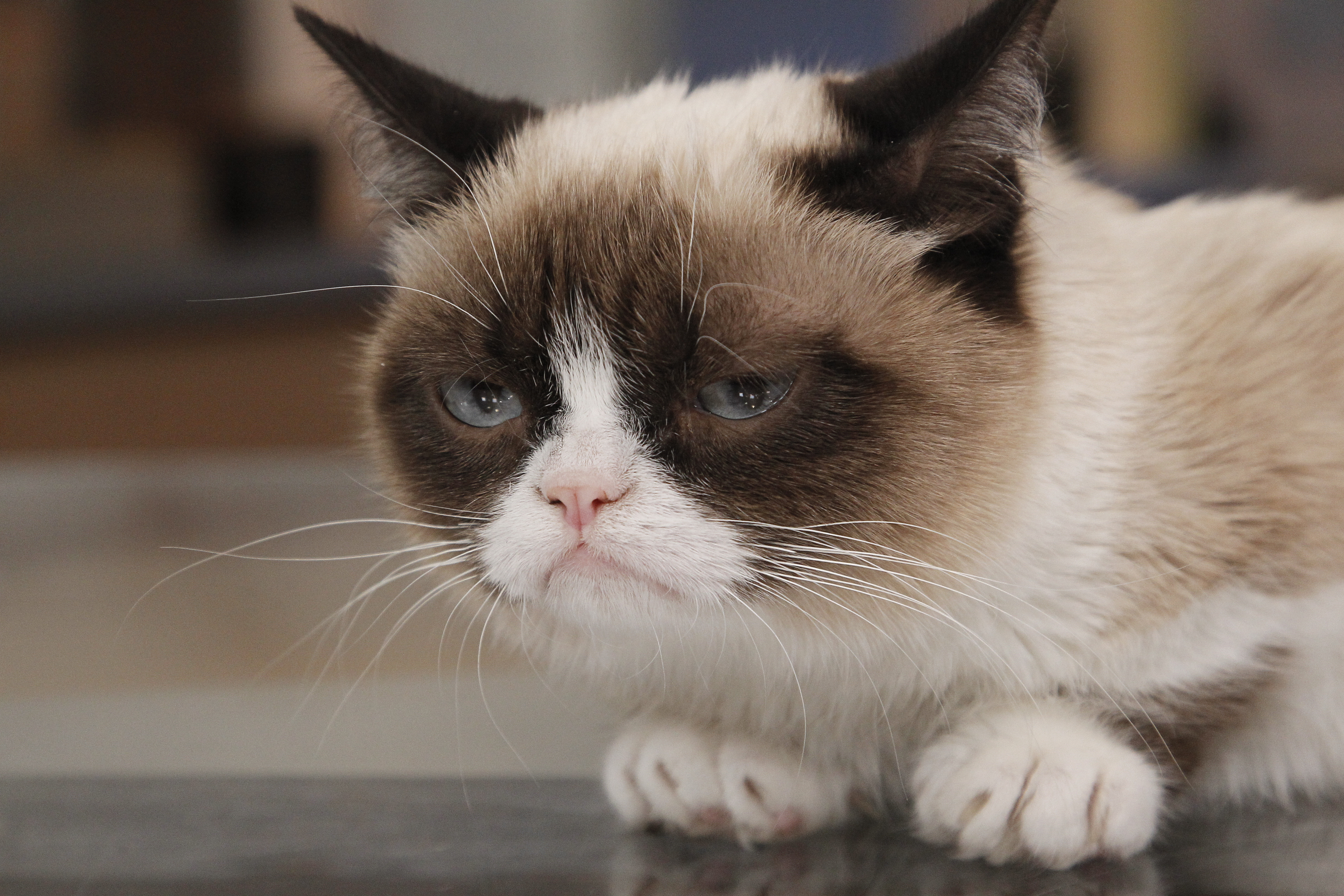 Funny Face Grumpy Cat HD Picture