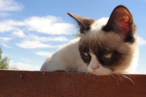 Grumpy Cat HD Picture Wallpaper