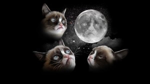 Grumpy Cat HD Wallpaper Background