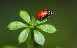 Ladybugs Macro Photography Wallpaper HD
