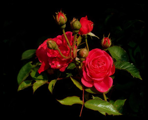 Natural Red Rose Wallpaper HD
