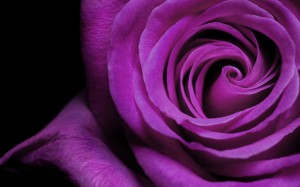 Purple Rose Wallpaper HD Picture
