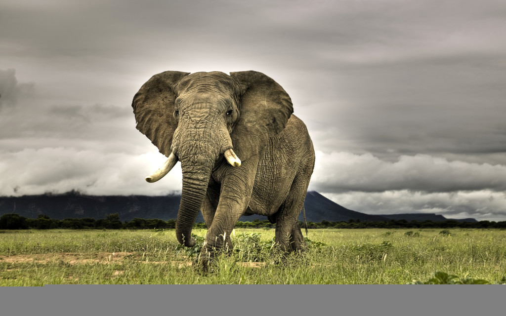 Animal Elephant Background Desktop